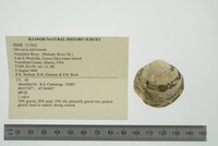 Obovaria subrotunda image