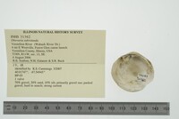 Obovaria subrotunda image