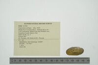 Simpsonaias ambigua image