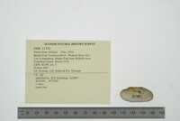 Simpsonaias ambigua image