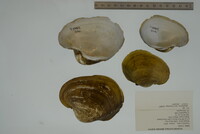 Potamilus capax image