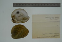 Epioblasma propinqua image