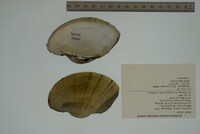 Lampsilis cardium image