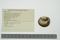 Obovaria subrotunda image