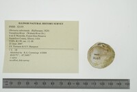 Obovaria subrotunda image