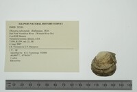 Obovaria subrotunda image