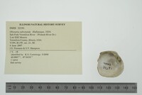 Obovaria subrotunda image