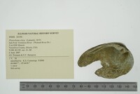 Pleurobema clava image