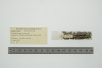 Elimia livescens image