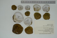 Cyprogenia stegaria image