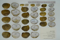 Epioblasma brevidens image