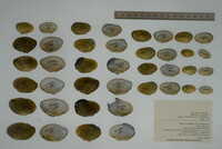 Epioblasma capsaeformis image