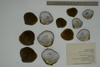 Pleurobema plenum image