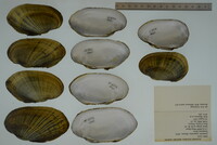 Lampsilis siliquoidea image