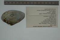 Epioblasma triquetra image