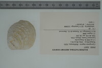 Cyprogenia stegaria image