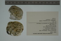 Epioblasma torulosa image