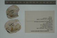 Epioblasma torulosa image