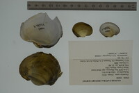 Potamilus capax image