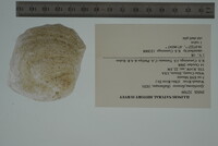 Epioblasma flexuosa image