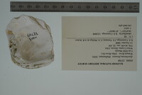 Epioblasma flexuosa image