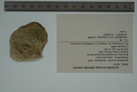 Epioblasma torulosa image