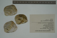 Epioblasma torulosa image