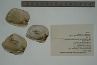 Epioblasma torulosa image