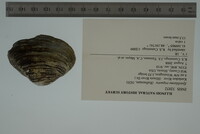 Epioblasma triquetra image