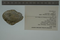 Epioblasma triquetra image