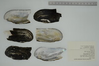 Margaritifera monodonta image