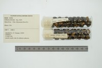 Media resource of Lithasia obovata