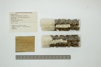 Pleurocera canaliculata image