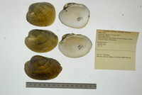 Lampsilis higginsii image