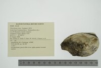 Pleurobema clava image