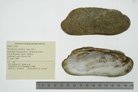 Theliderma cylindrica image