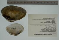 Epioblasma triquetra image