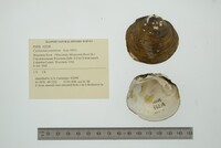 Cyclonaias pustulosa image