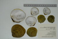 Cyprogenia stegaria image