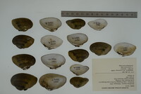 Epioblasma triquetra image