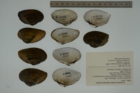 Epioblasma triquetra image