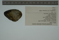 Epioblasma triquetra image