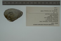 Epioblasma triquetra image