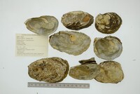 Etheria elliptica image