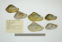 Mutela hargeri image