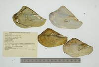 Mutela hargeri image