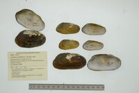 Aspatharia pfeifferiana image