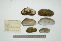 Aspatharia pfeifferiana image