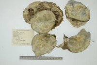 Etheria elliptica image