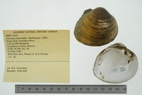 Obovaria subrotunda image